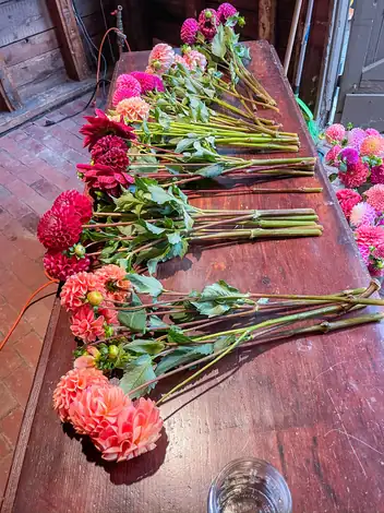 Dahlias laid out in bunches on a work table